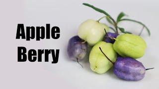 TASMANIAN APPLE BERRY : Crazy looking square fruit - Weird Fruit Explorer Ep 398