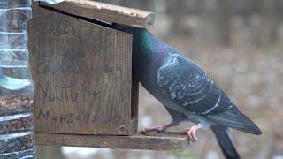 Как голубь учится поднимать крышку кормушки / How a pigeon learns to lift the lid of a feeder