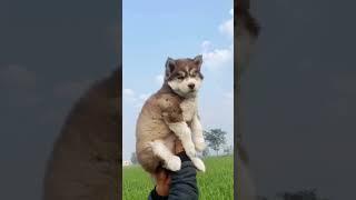 Husky puppy ready for new home #shorts