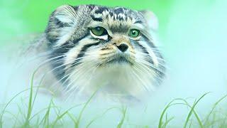 A Pallas's Cat has Bad Gas