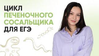 Цикл печеночного сосальщика для ЕГЭ | Биология 10 класс | 99 БАЛЛОВ  ЕГЭ 2025