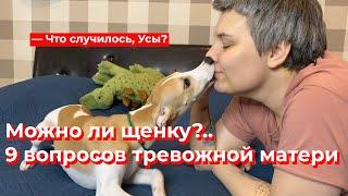 Что случилось, Усы? Можно ли щенку?..