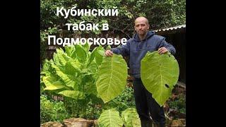 Кубинский табак в Подмосковье