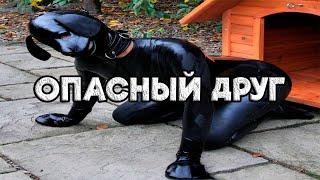 Dawg & Ko Смотрят Фильм "Опасный Друг"