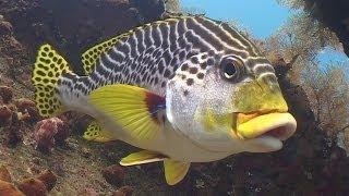 Diving in Bali (720p)