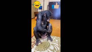 Смешная обезьяна играется на камеру #shorts