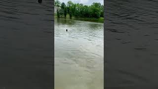 #DBTV No:257 - No stick gets left behind by this Portuguese Water Dog! SMH  (2022) #shorts