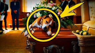 A blind dog refused to leave its owner's coffin until SHE appeared...