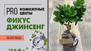 Фикус Джинсенг | так похожий на бонсай | Как правильно ухаживать за фикусом