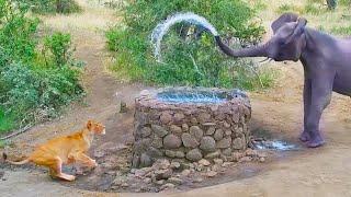 Elephant Sprays Water at Lion