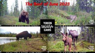 The Best trail cam videos of June 2023