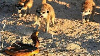 Meerkats defend their clan from cobra, jackal and eagle.