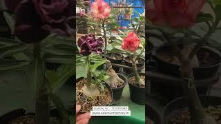 Rare Thailand Imported Adenium Plant Online Shopping 🪴 #adenium #flowers #plants #garden