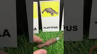 Australian Animal Flash Cards #shorts with Animal Sounds