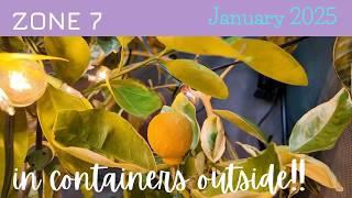 Thriving Citrus Trees In Containers: Winter 2025 In Zone 7!