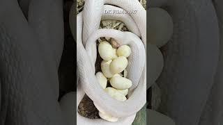 blizzard corn snake laying eggs #shorts