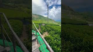 Eryanping Trail #shortsvideo #shortvideo #shorts #short #alishan #trail #trailer #trailers #sun
