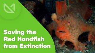 Saving the Red Handfish from Extinction