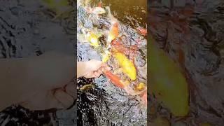 Koi Whisperer: The Incredible Power of Hand Feeding #koi #aquariumfish #coyfish