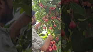 Our Tree Was Full of These! Harvest Day Magic | Samskara Home Gardenning #diygarden #homegarden
