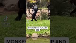 Monkey Does A Flip Then Dies… #TikTok