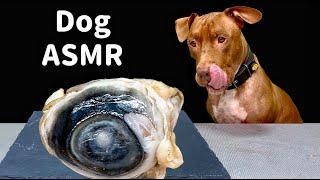 BEST DOG ASMR MUKBANG PITBULL EATING RAW FOODS