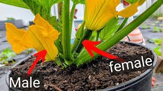 Never lose a fruit again once you understand this  ! #zucchini #squash #courgettes