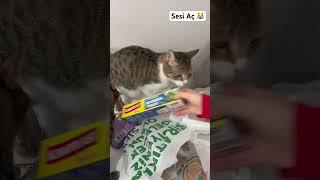 Kedili her evde istisnasız yaşanır  #kediler #youtubeshorts #cats