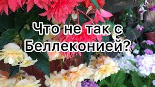 ПОЧЕМУ НЕ КУСТИТСЯ БЕГОНИЯ БЕЛЛЕКОНИЯ? Можно ли это исправить?