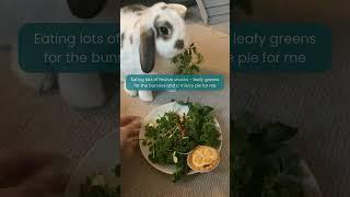Christmas activities with bunnies