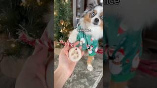 Not us almost dropping it  #diy #ornaments #dog #paws