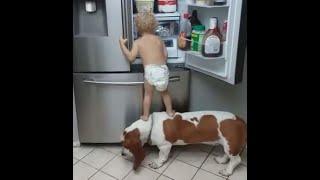  Daring robbers!  Funny video with dogs, cats and kittens! 