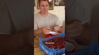 Закатала компот с вишней рецепт в телеграме #garden #gardenlife #дача #огород #shorts
