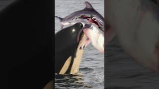 How Orcas Hunt Dolphins?