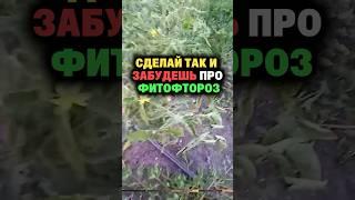 Сделай так и забудешь про фитофтороз #дача #огород #секреты #сад #томаты #фитофтора