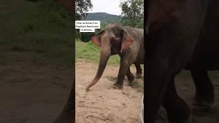 How to know if an elephant sanctuary is ethical! ️ #elephants #thailand #elephantsanctuarychiangmai