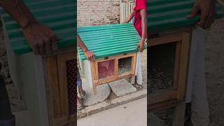 Moving pigeon house from one place to another #pigeon #голубь #حمامة #kalapati #woodwork #pet