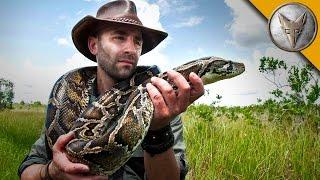 Giant Snake of the Everglades - The Invasive Burmese Python