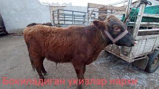 Шовот чу́кли мол бозори 21 январь