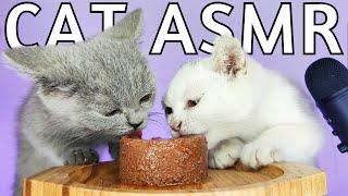 Cats Eating Pate Cat Food ASMR