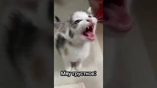 Как понять язык твоей кошки  (Часть 3) #cat #кот #милыекотята #catsfacts