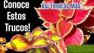 Ya No Compres Más Coleos! Mira Este Video y Ahorrarás Mucho#jardineria #suculentas #garden