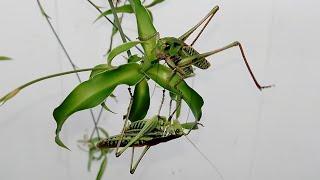 Серый кузнечик vs Кузнечик седакова Wart-biter vs Sedakov's katydid.