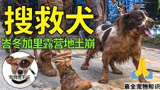 宠物小知识2022 | 土崩灾难 搜救犬积极搜救 过度疲劳晕倒！ #峇冬加里露营土崩 #搜救犬 #赤脚英雄  【宠物说不完】