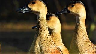 Birding: Look What Birds I Filmed in Wetlands! Queensland, Australia