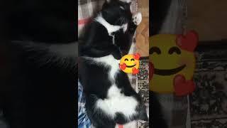 Умываться можно и лёжа  #cat