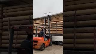 Павловния дерево  Россия Казахстан Тожикистон Узбекистане