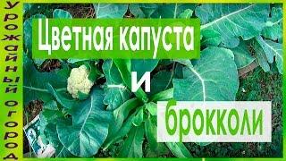 ЦВЕТНАЯ КАПУСТА !!!СЕКРЕТ ХОРОШЕГО УРОЖАЯ!!!