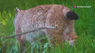 Russian Lynx: Ghosts of the Northern Forests #animal2024 #wildlife