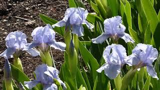 May 15 2020 Blue Denim Dwarf Iris